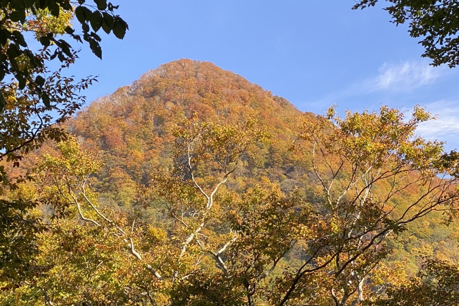 白神山地の紅葉